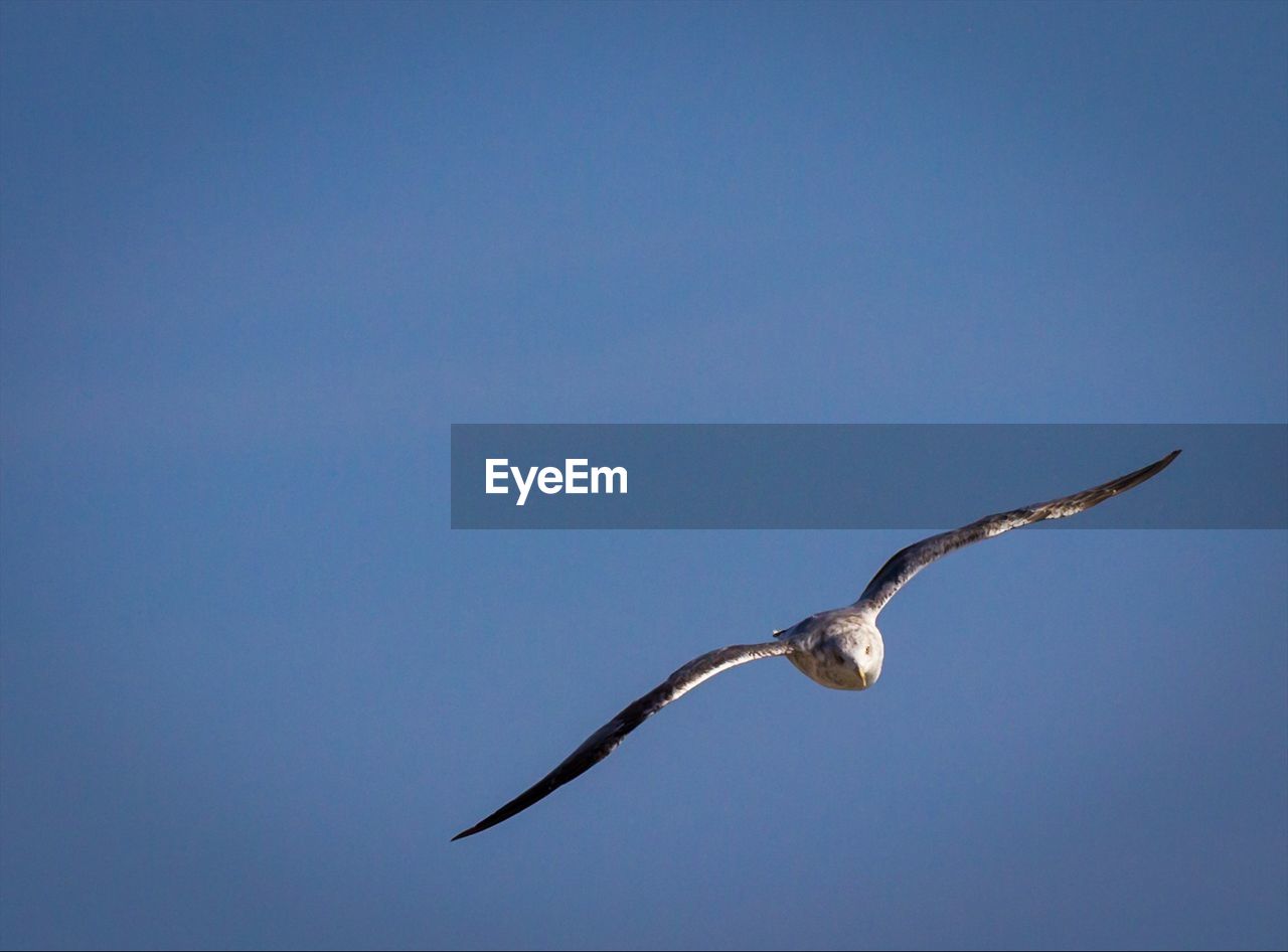 Seagull flying against clear blue sky