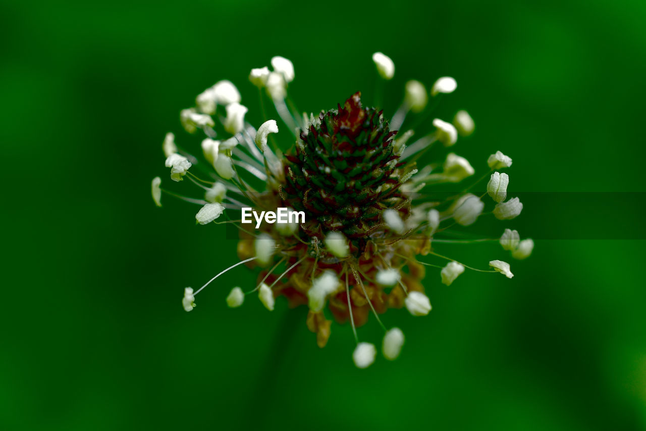 Close-up of flowers blooming outdoors