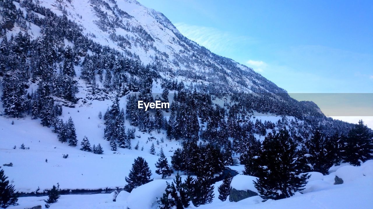 Pine trees on snow covered mountain against sky