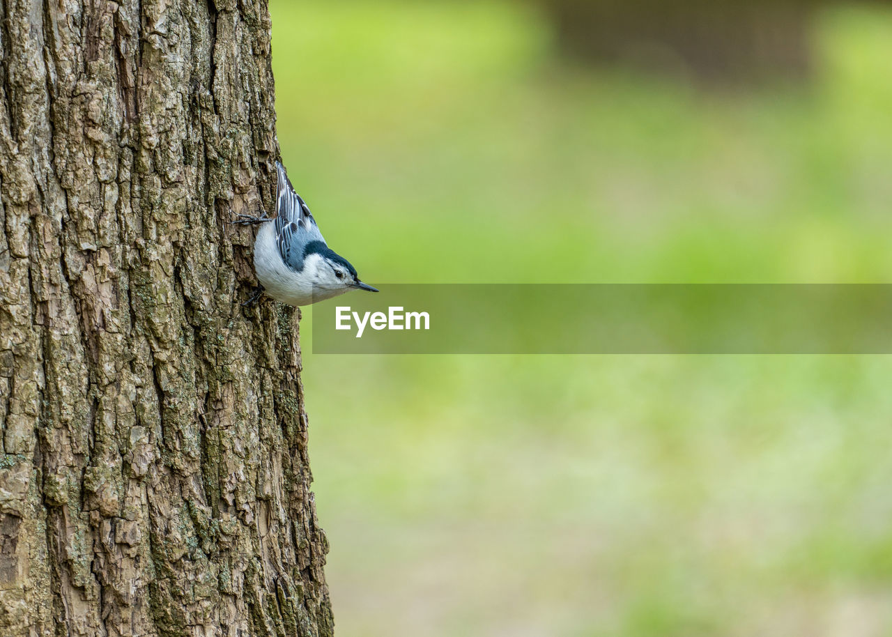 VIEW OF BIRD PERCHING ON TREE TRUNK