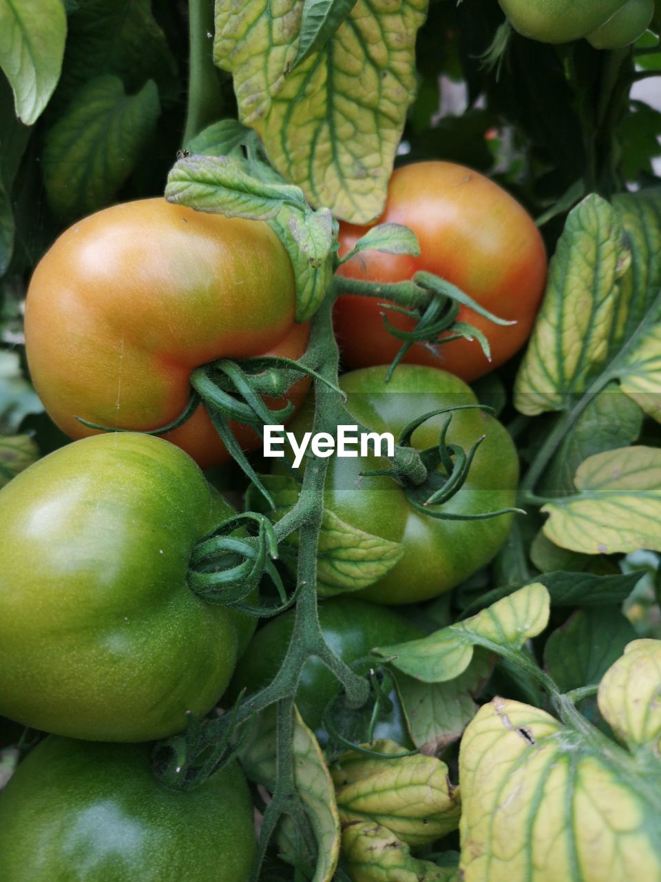 CLOSE-UP OF FRESH TOMATOES