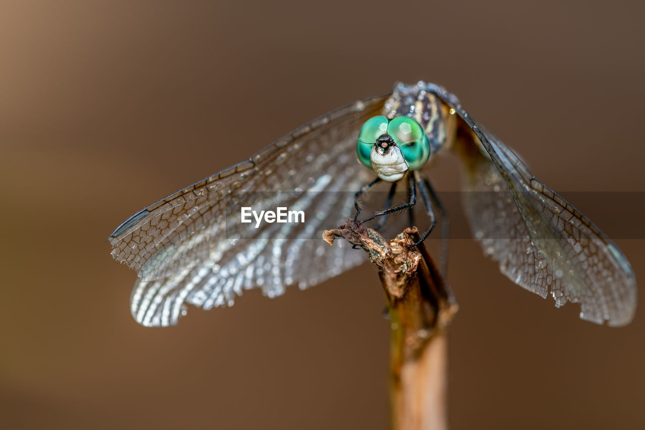 CLOSE-UP OF DRAGONFLY PERCHING ON TWIG