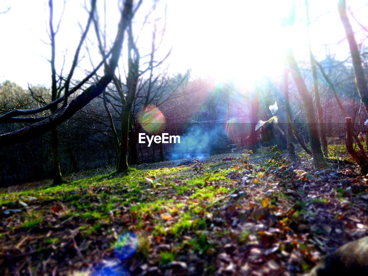 Sun shining over bare trees on field