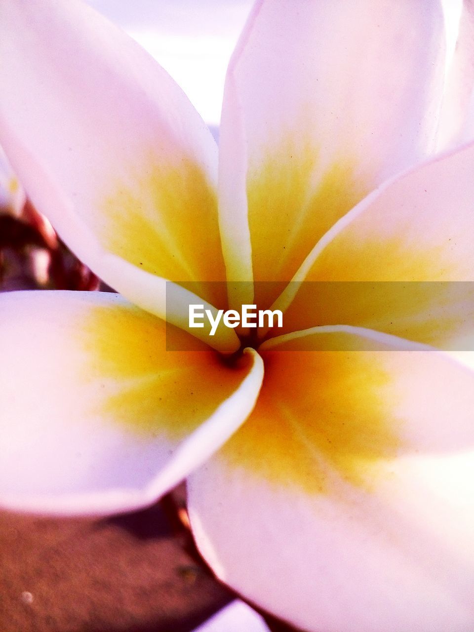 CLOSE-UP OF YELLOW FLOWER BLOOMING