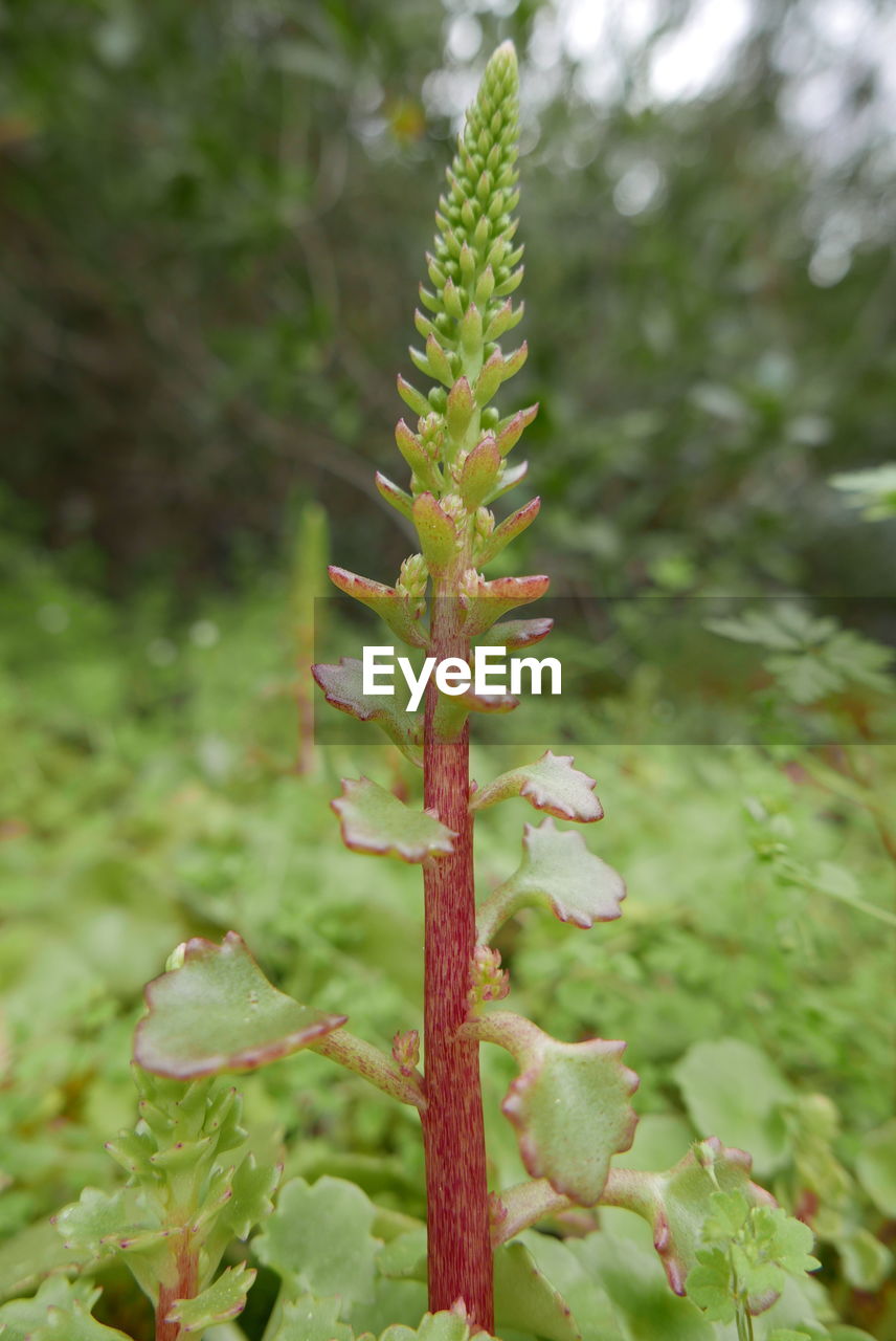 CLOSE-UP OF FLOWERING PLANT