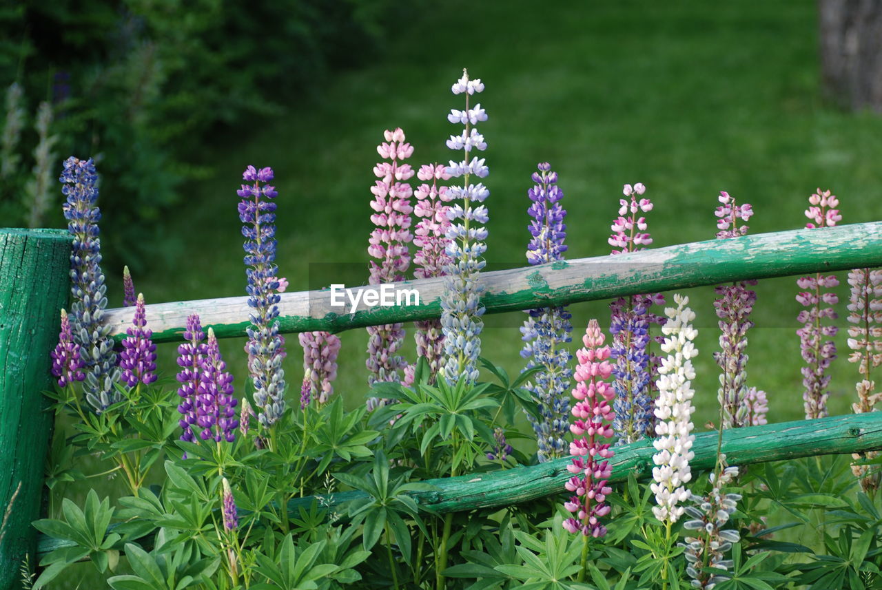 Close-up of lavender flowers