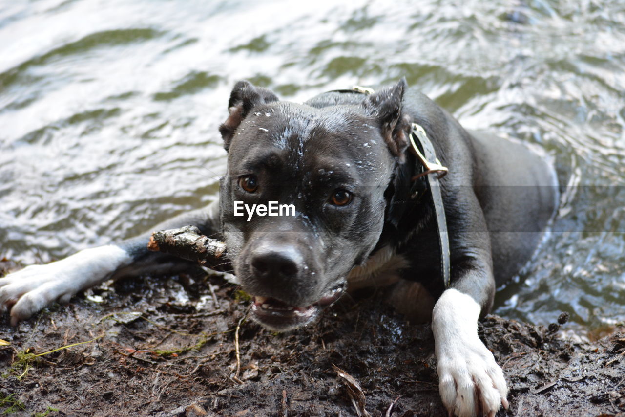 Close-up of playful wet dog