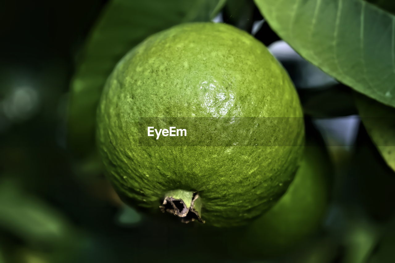 Closeup view of guava fruit