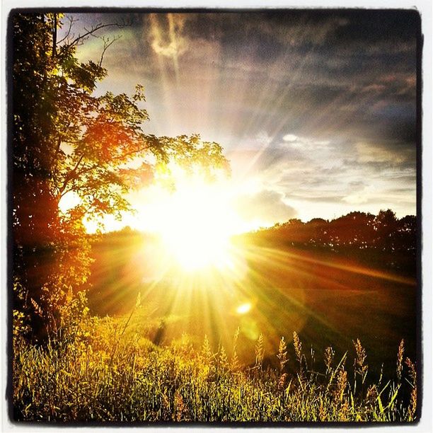 SUN SHINING THROUGH TREES ON FIELD