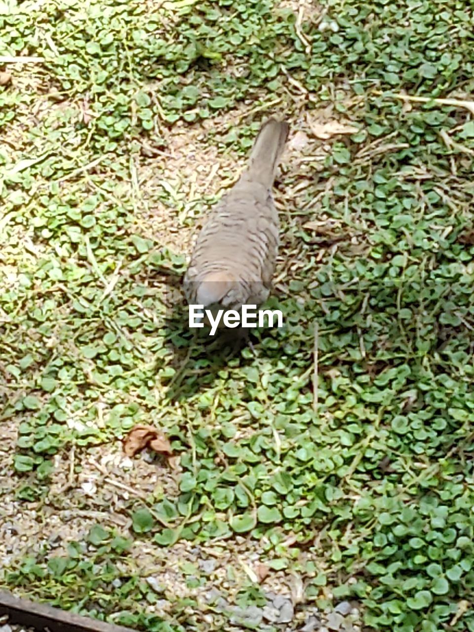 HIGH ANGLE VIEW OF BIRD ON GRASS
