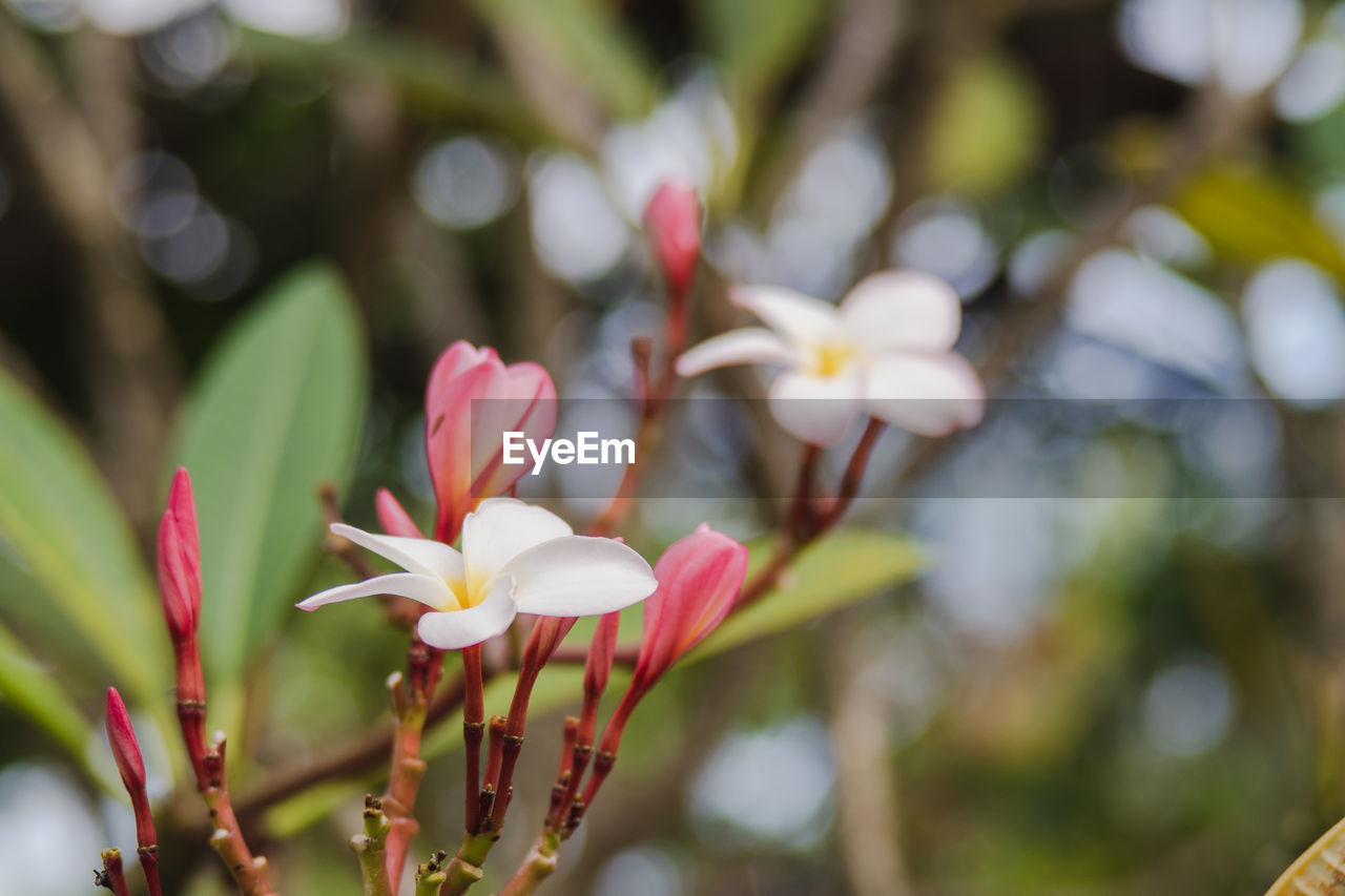 Close-up of white flowering plant