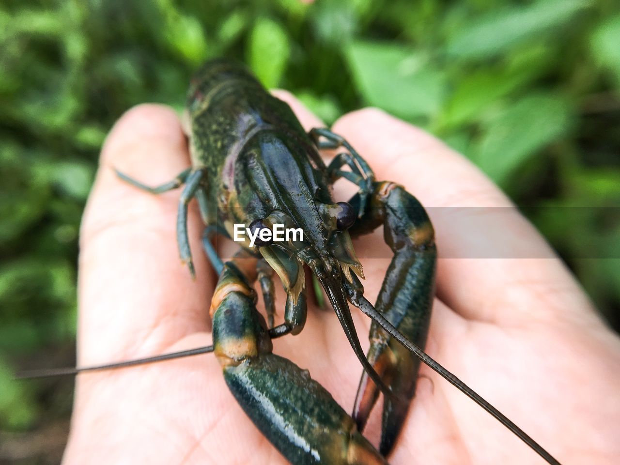 CLOSE-UP OF HUMAN HAND HOLDING INSECT AGAINST BLURRED BACKGROUND