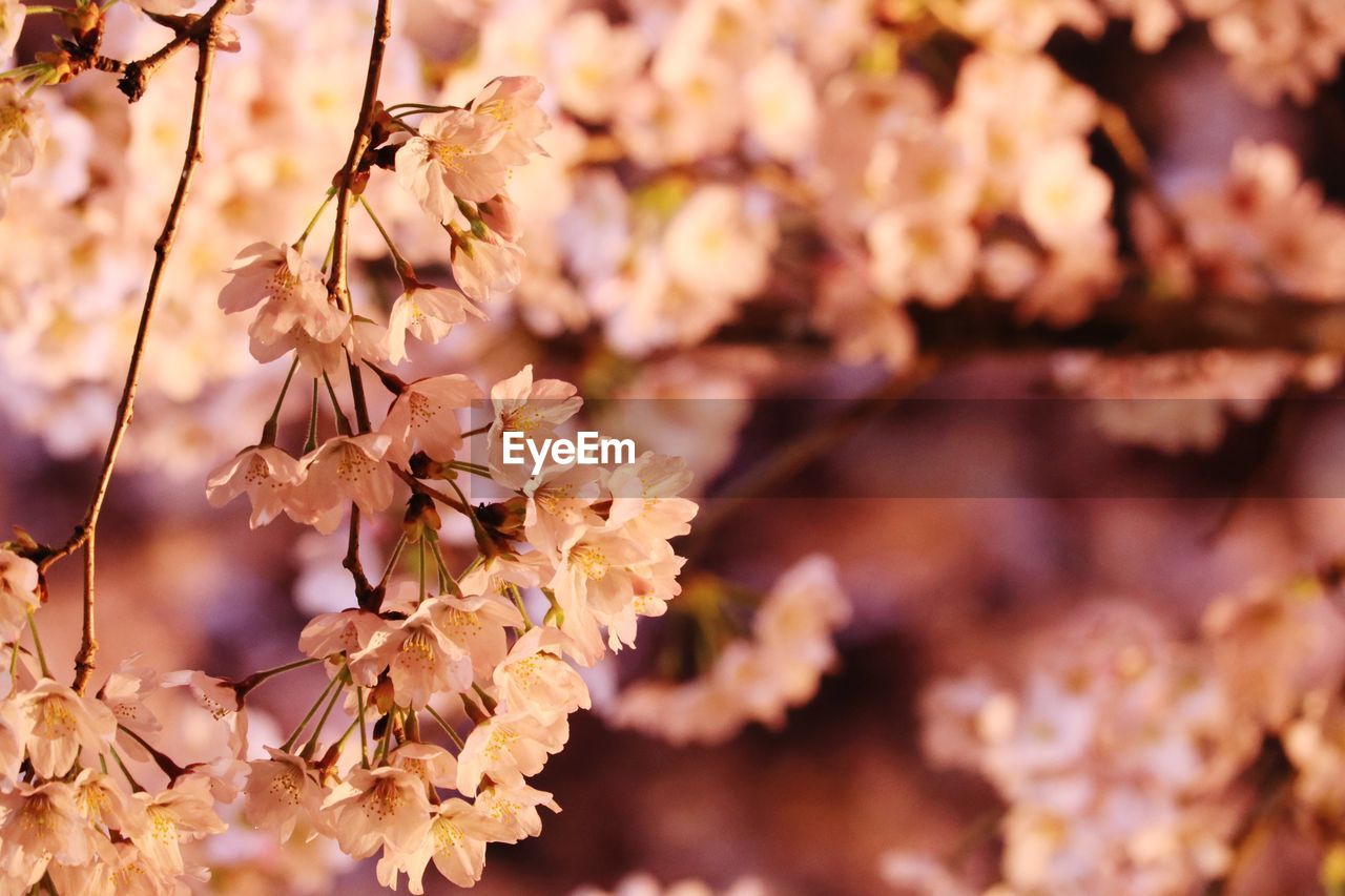 Close-up of cherry blossoms