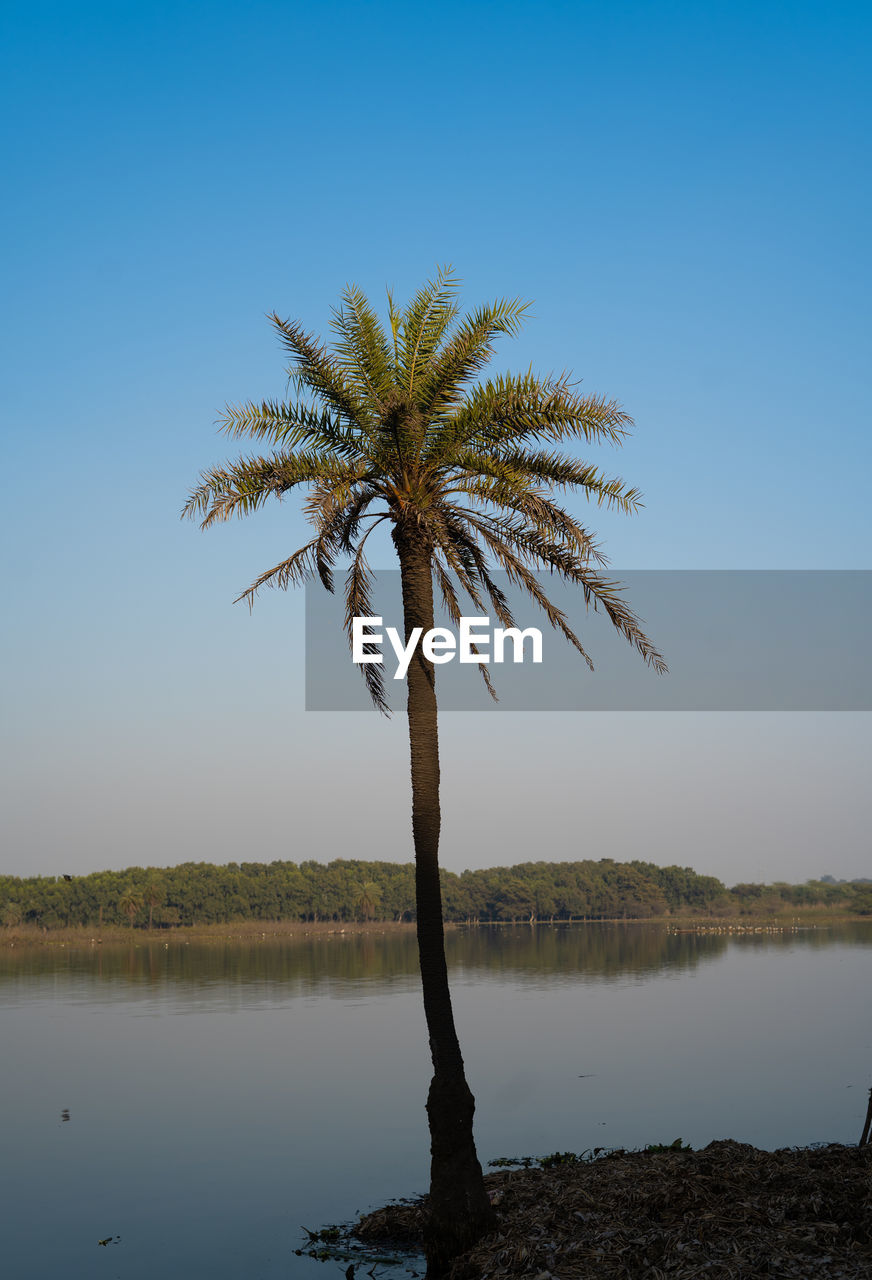 Palm tree by lake against clear blue sky