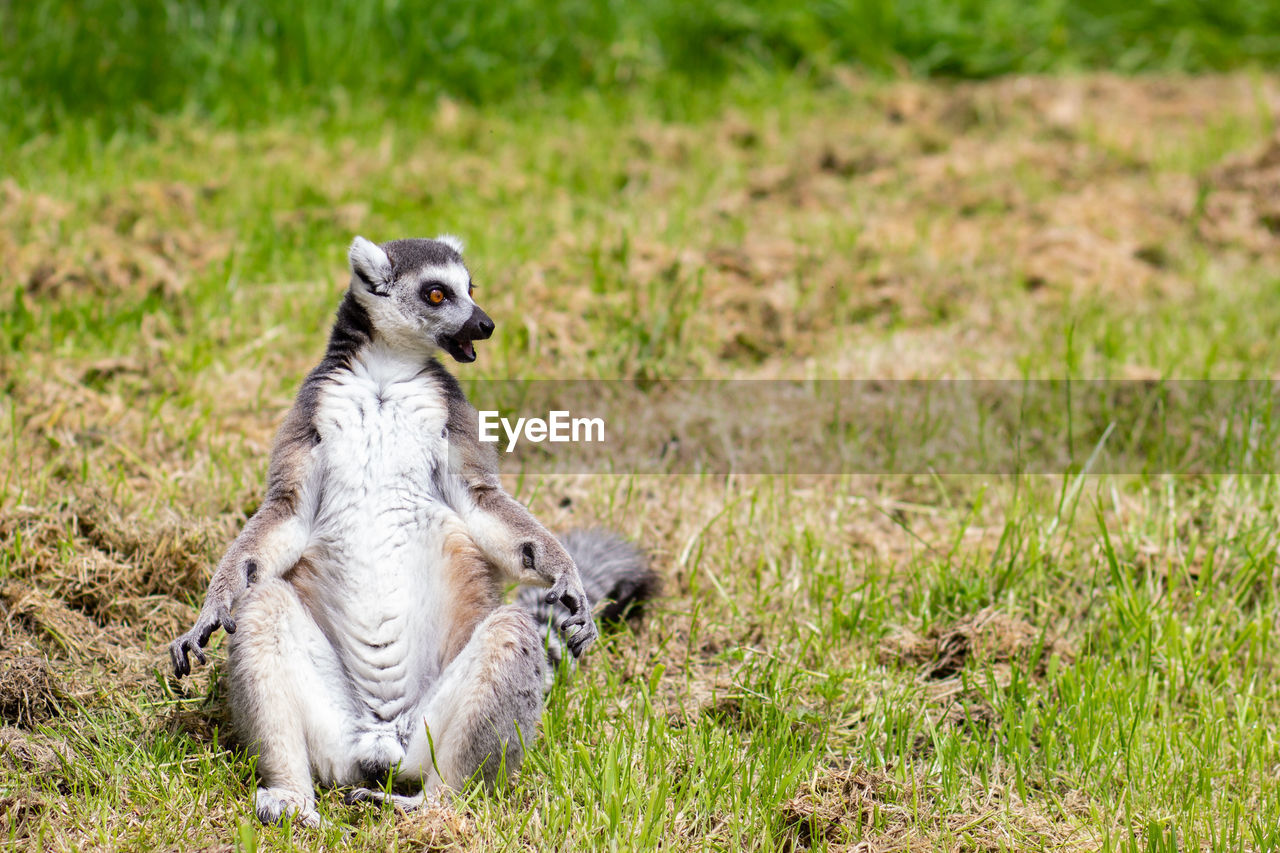 Lemur sitting on ground