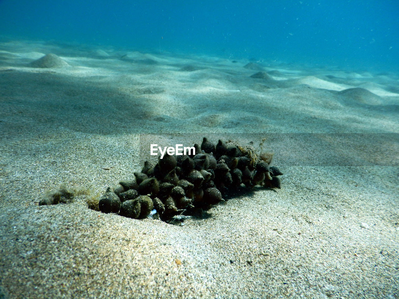 VIEW OF DEAD FISH IN SEA