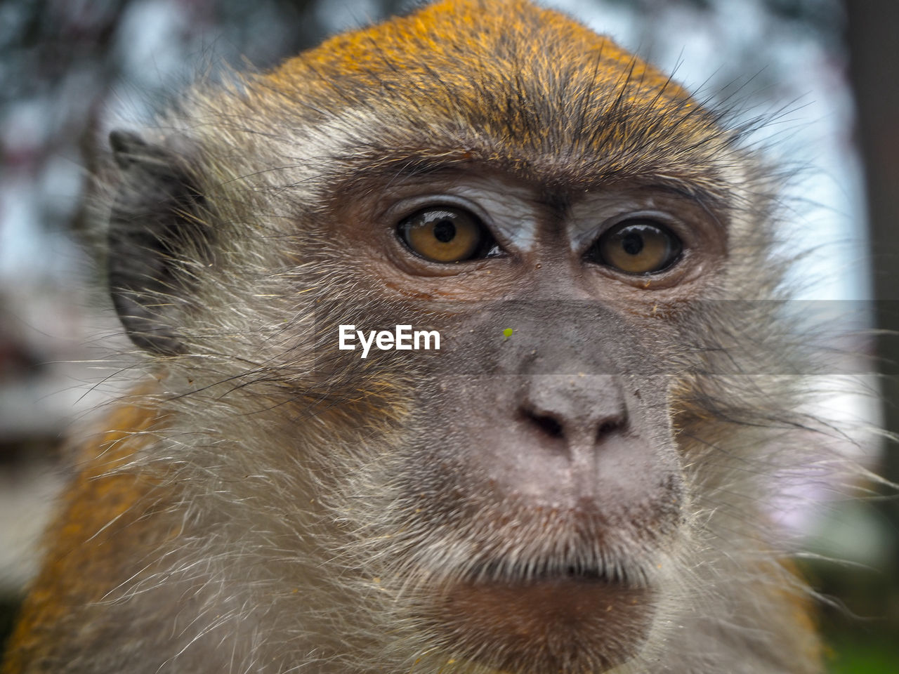 CLOSE-UP PORTRAIT OF MONKEY