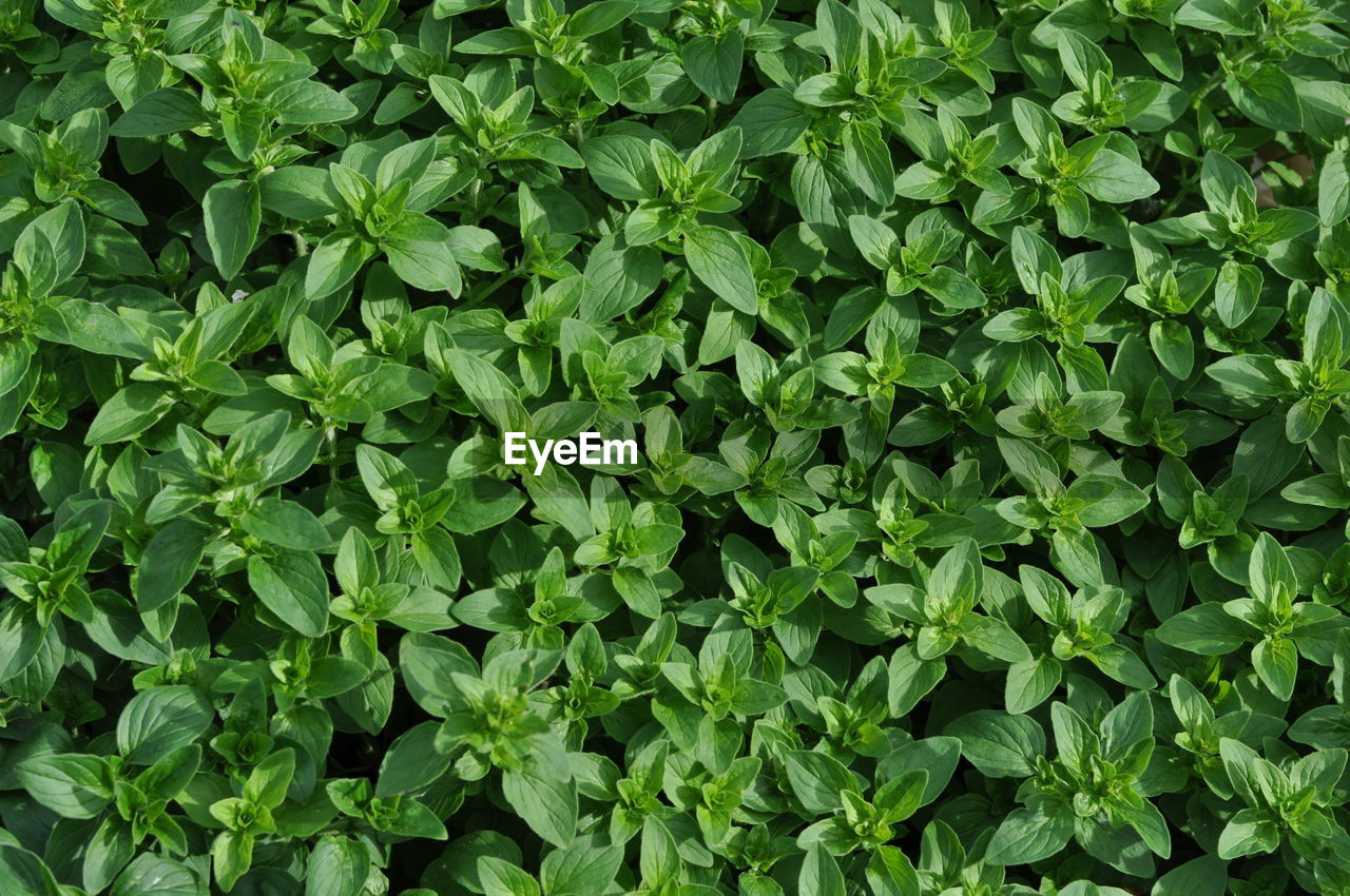 Full frame shot of fresh green plants