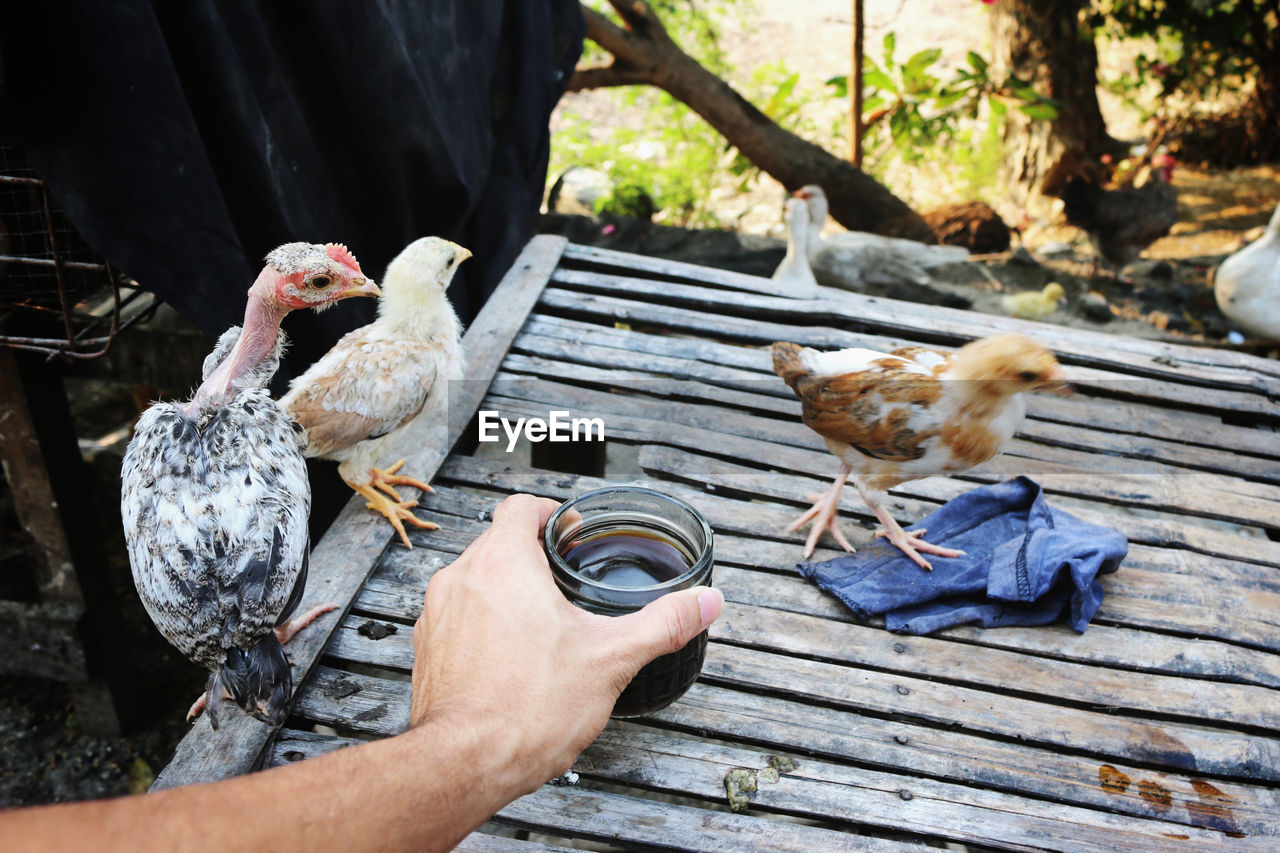 Cropped hand of man holding coffee by baby chickens on table
