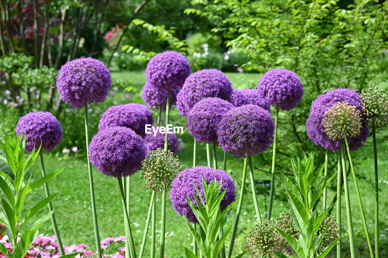 plant, flower, flowering plant, freshness, growth, beauty in nature, purple, nature, green, no people, fragility, day, field, meadow, close-up, land, outdoors, inflorescence, garden, botany, flower head, focus on foreground, pink, grass, food, springtime