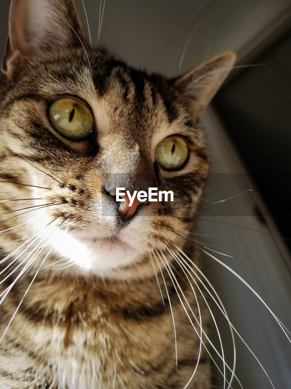 CLOSE-UP PORTRAIT OF CAT ON BLANKET