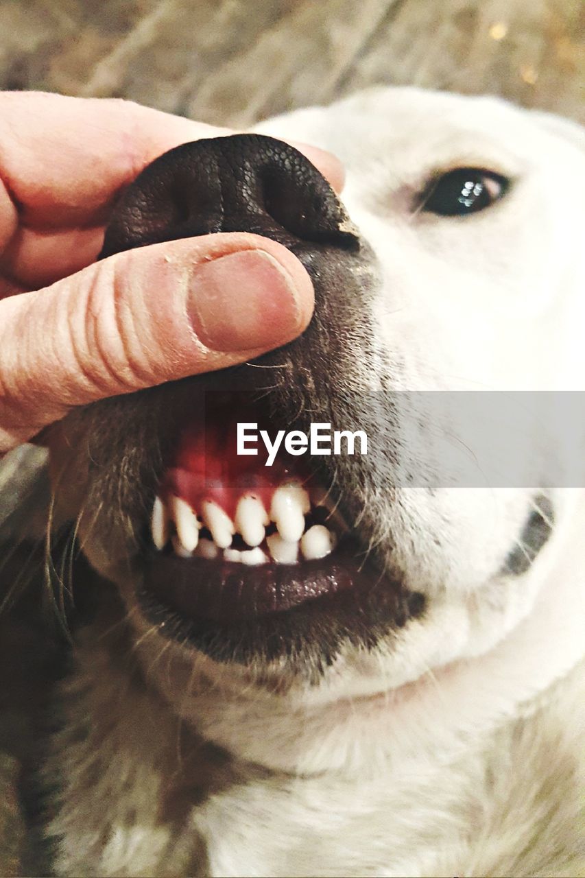 CLOSE-UP OF DOG STICKING OUT TONGUE ON HAND