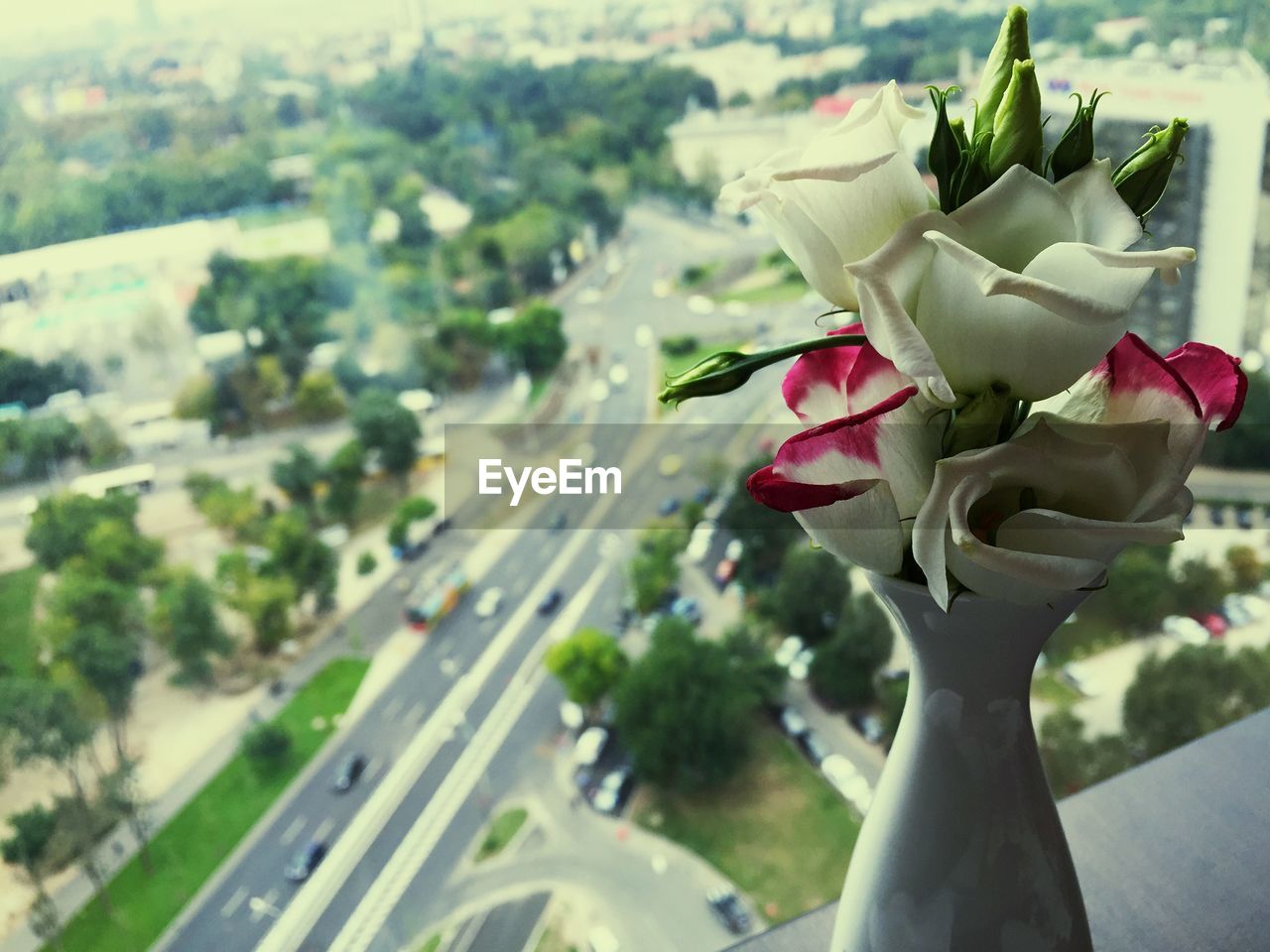 High angle view of roses in vase on table by window at home