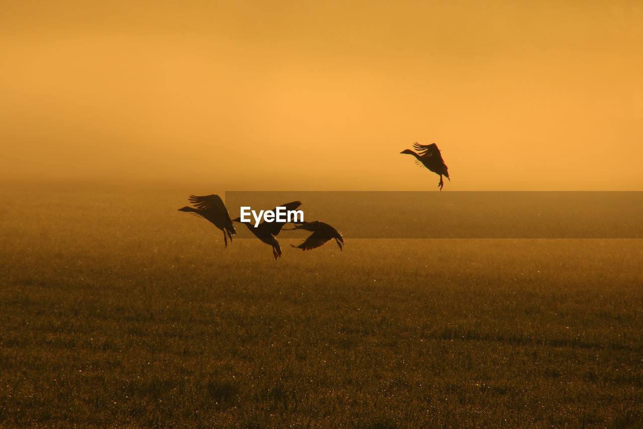 Birds flying in sky during sunset