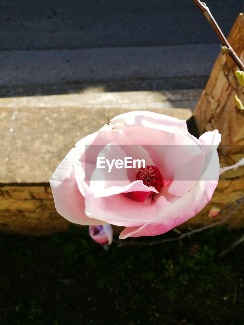 CLOSE-UP VIEW OF PINK FLOWER