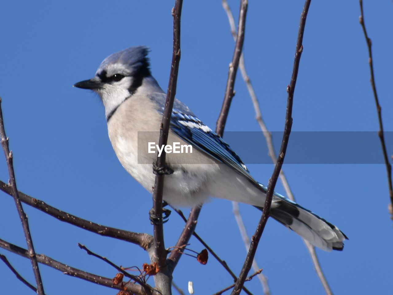 LOW ANGLE VIEW OF BIRD PERCHING AGAINST CLEAR BLUE SKY