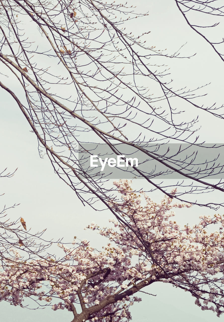 LOW ANGLE VIEW OF CHERRY BLOSSOM TREE AGAINST SKY