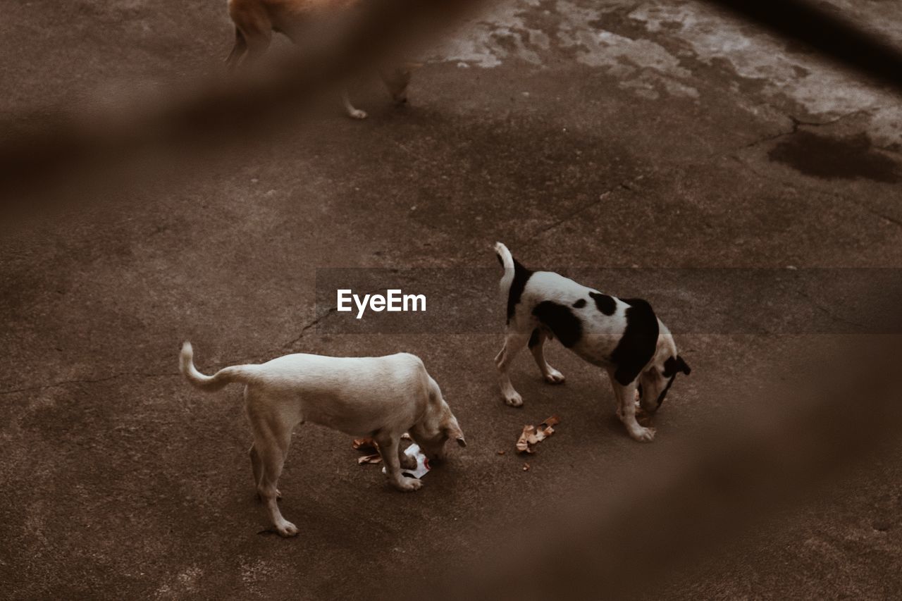 HIGH ANGLE VIEW OF DOGS ON LAND