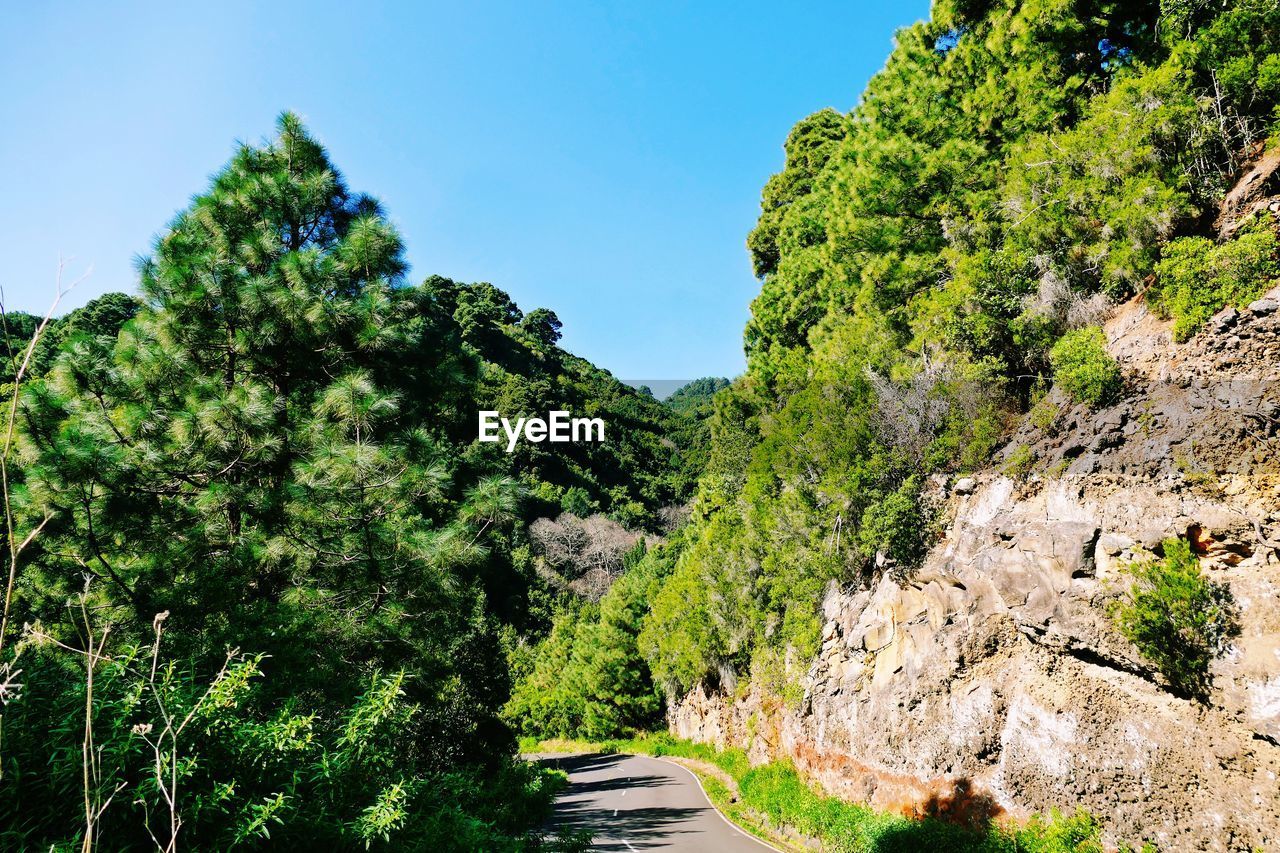 Road amidst trees against sky