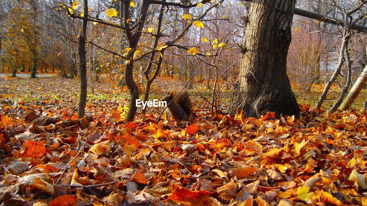 Autumn leaves fallen on field in forest