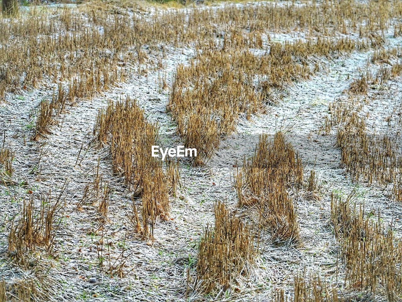 WHEAT GROWING ON FIELD