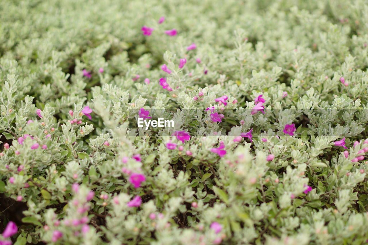 CLOSE-UP OF PINK FLOWERS BLOOMING ON FIELD