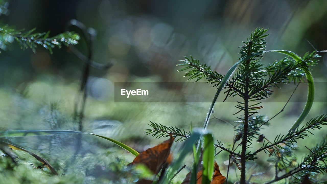 Close-up of fresh green plant