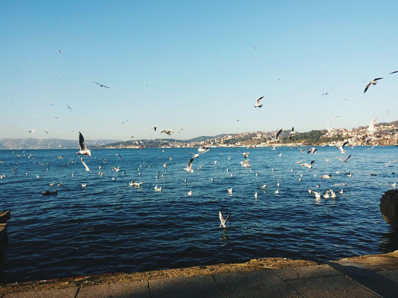 SEAGULLS FLYING ABOVE SEA