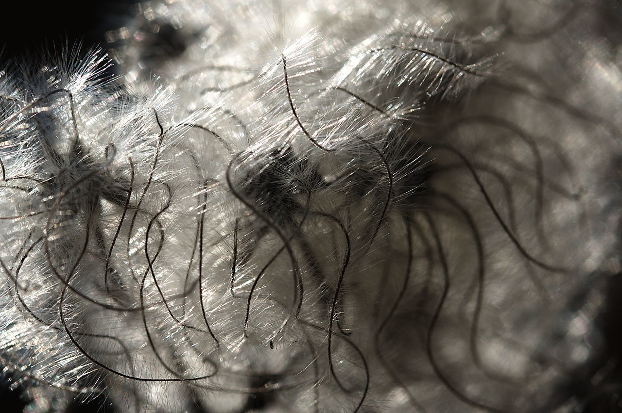 Close-up of dead plant