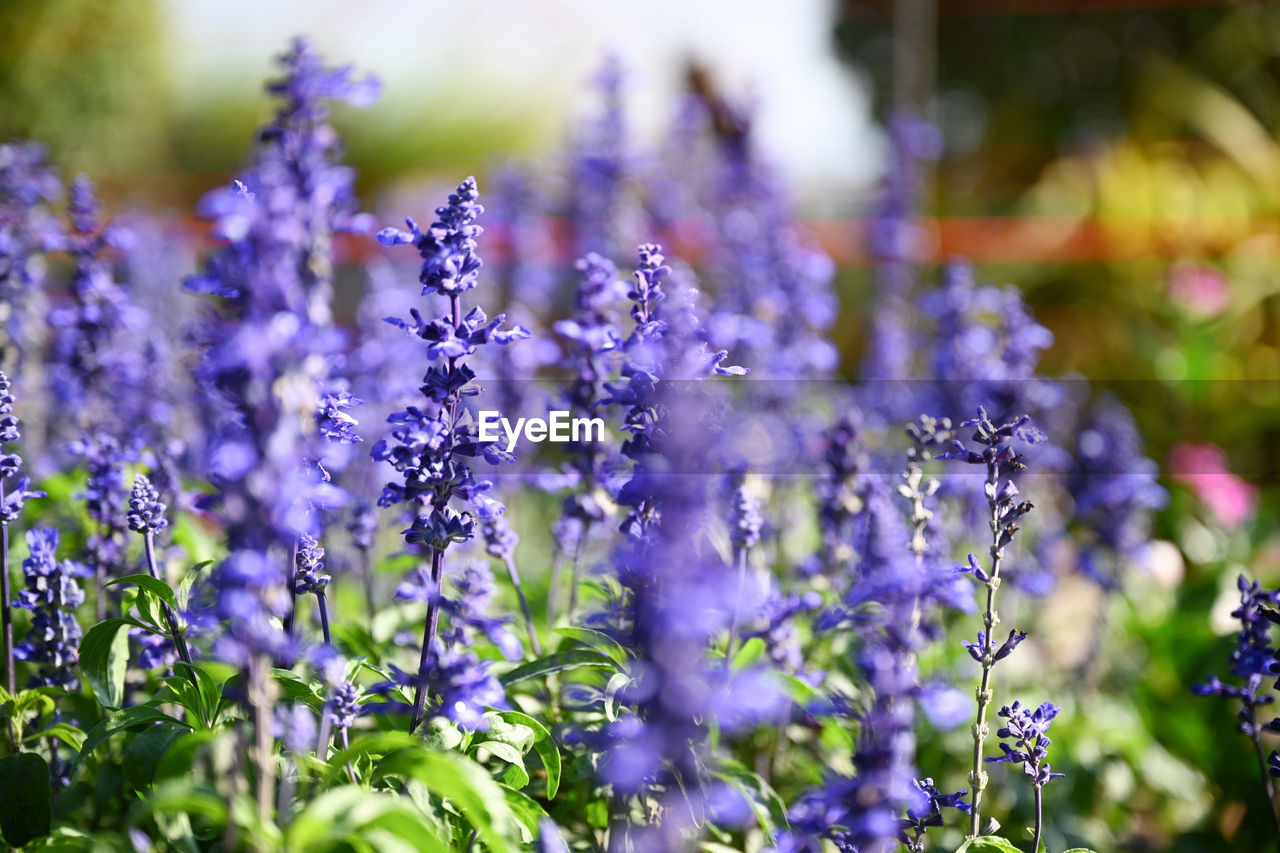 CLOSE-UP OF PURPLE FLOWERING PLANTS