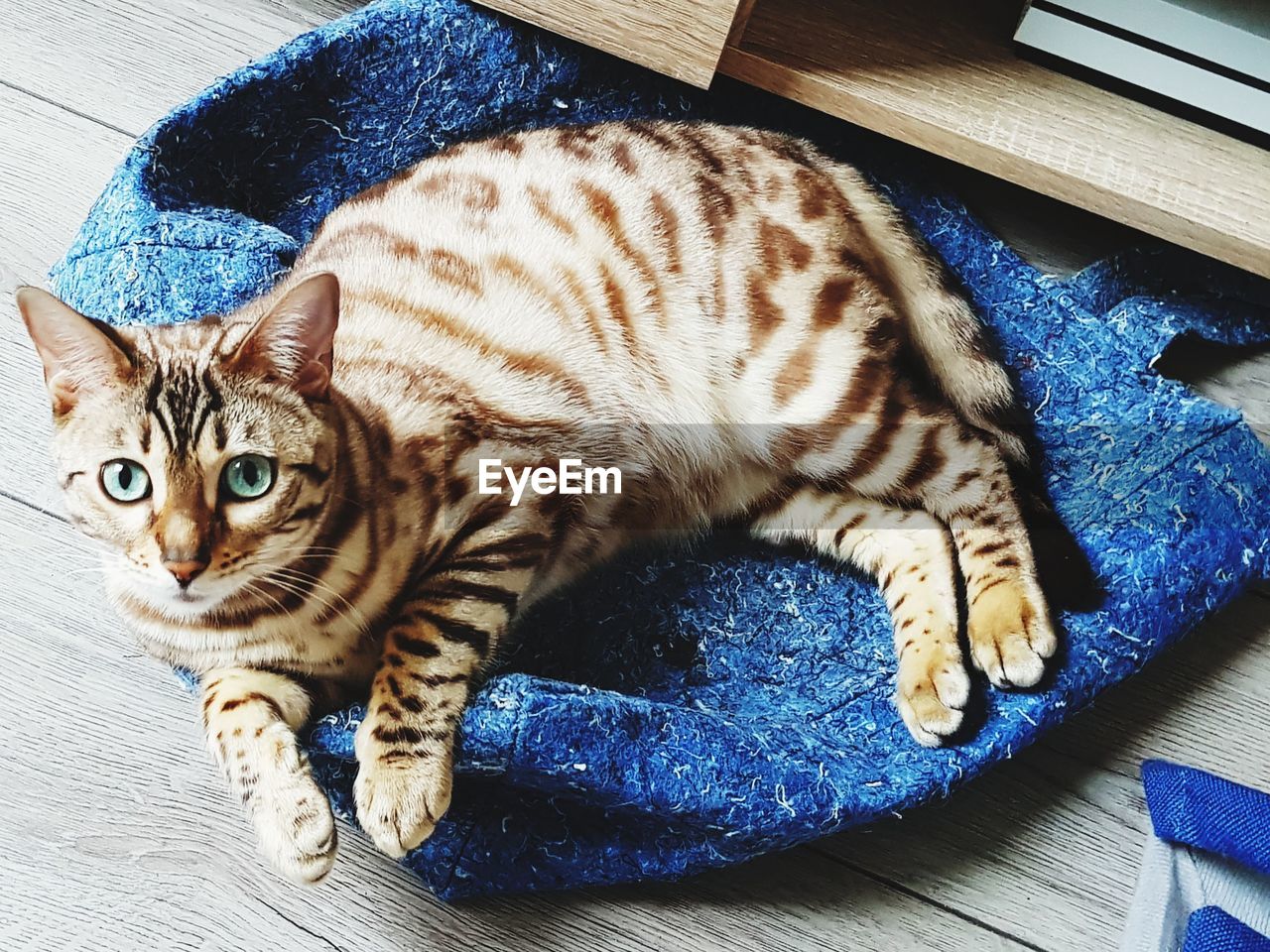 HIGH ANGLE VIEW PORTRAIT OF TABBY CAT