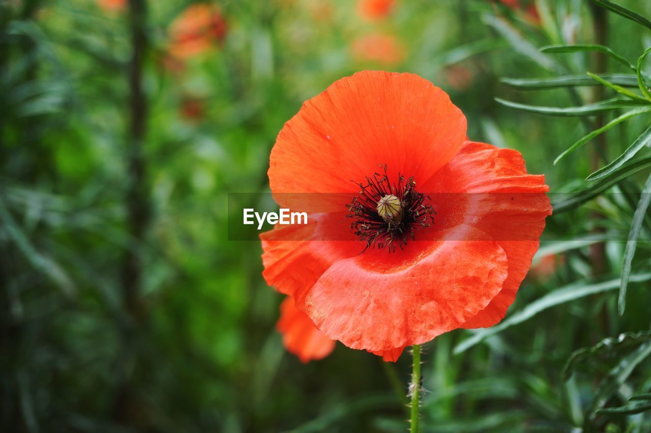 CLOSE-UP OF RED POPPY IN FLOWER