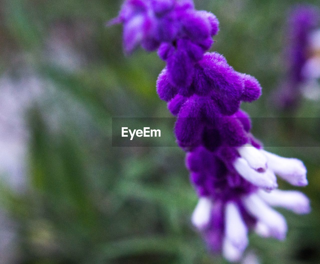 CLOSE-UP OF PURPLE FLOWER PLANT