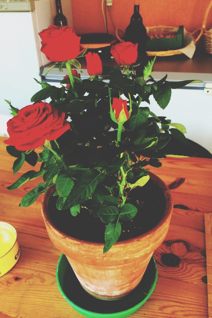 CLOSE-UP OF RED FLOWERS