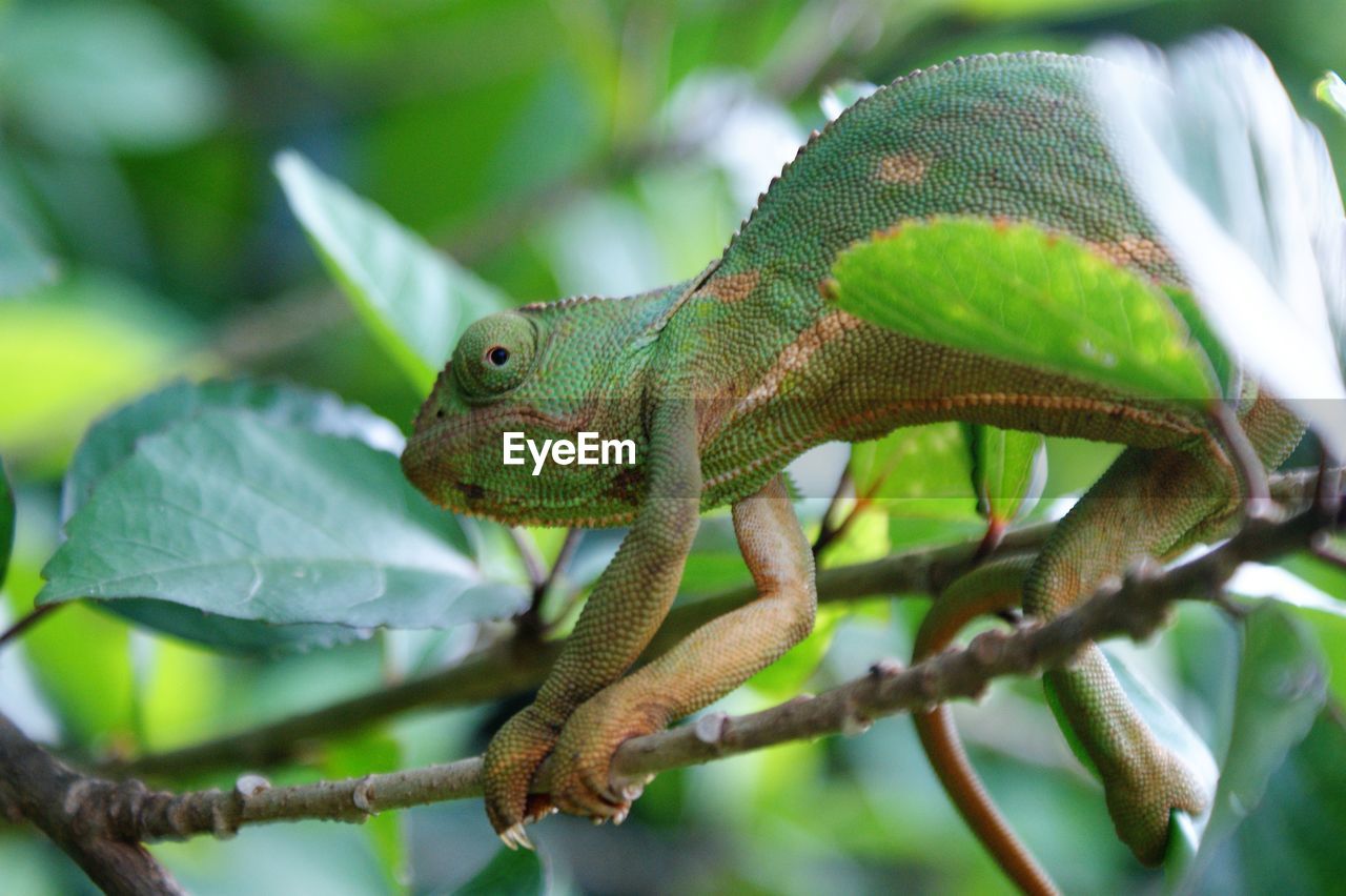 CLOSE-UP OF GRASSHOPPER ON TREE