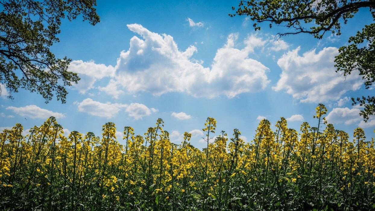 YELLOW FLOWERS IN FIELD