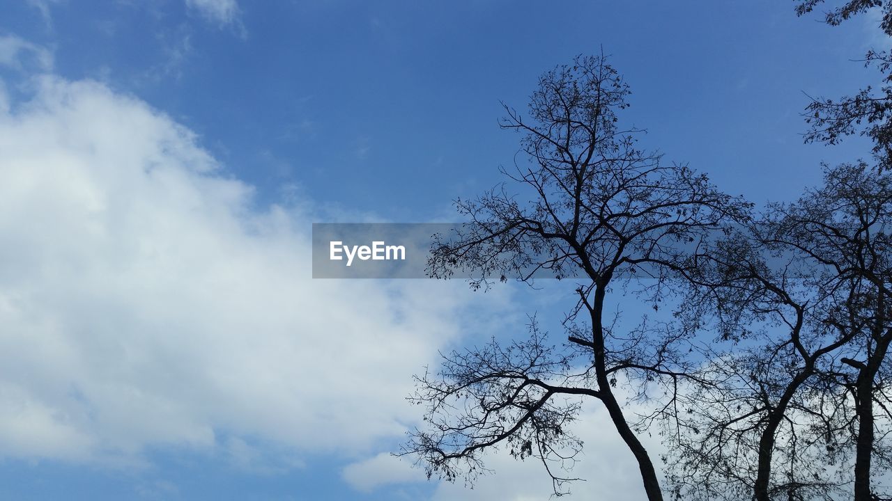 LOW ANGLE VIEW OF BARE TREES AGAINST SKY