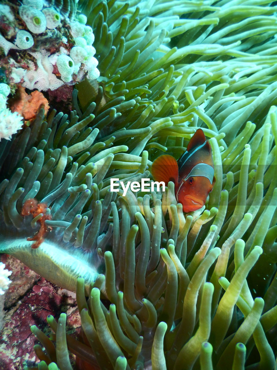 Close-up of clown fish amidst corals in sea