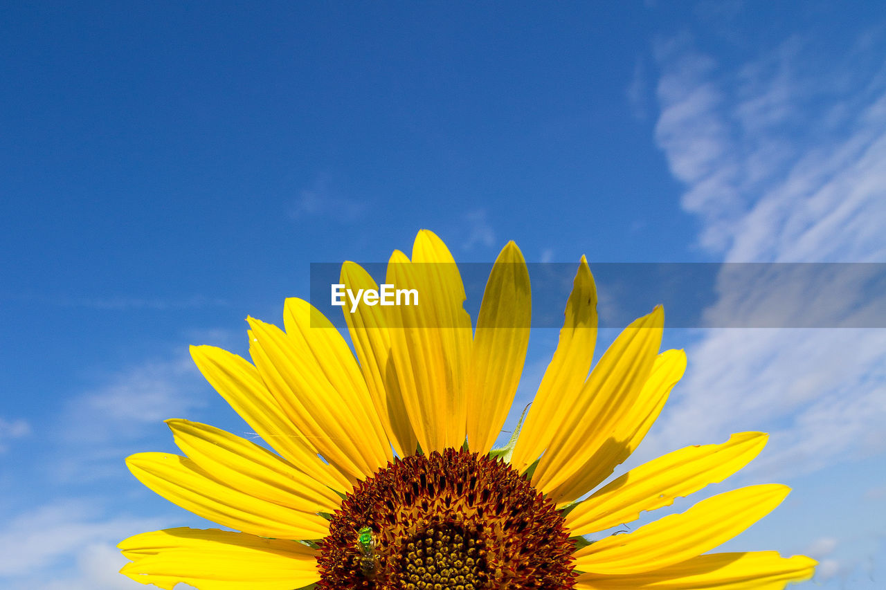 Cropped image of sunflower against sky