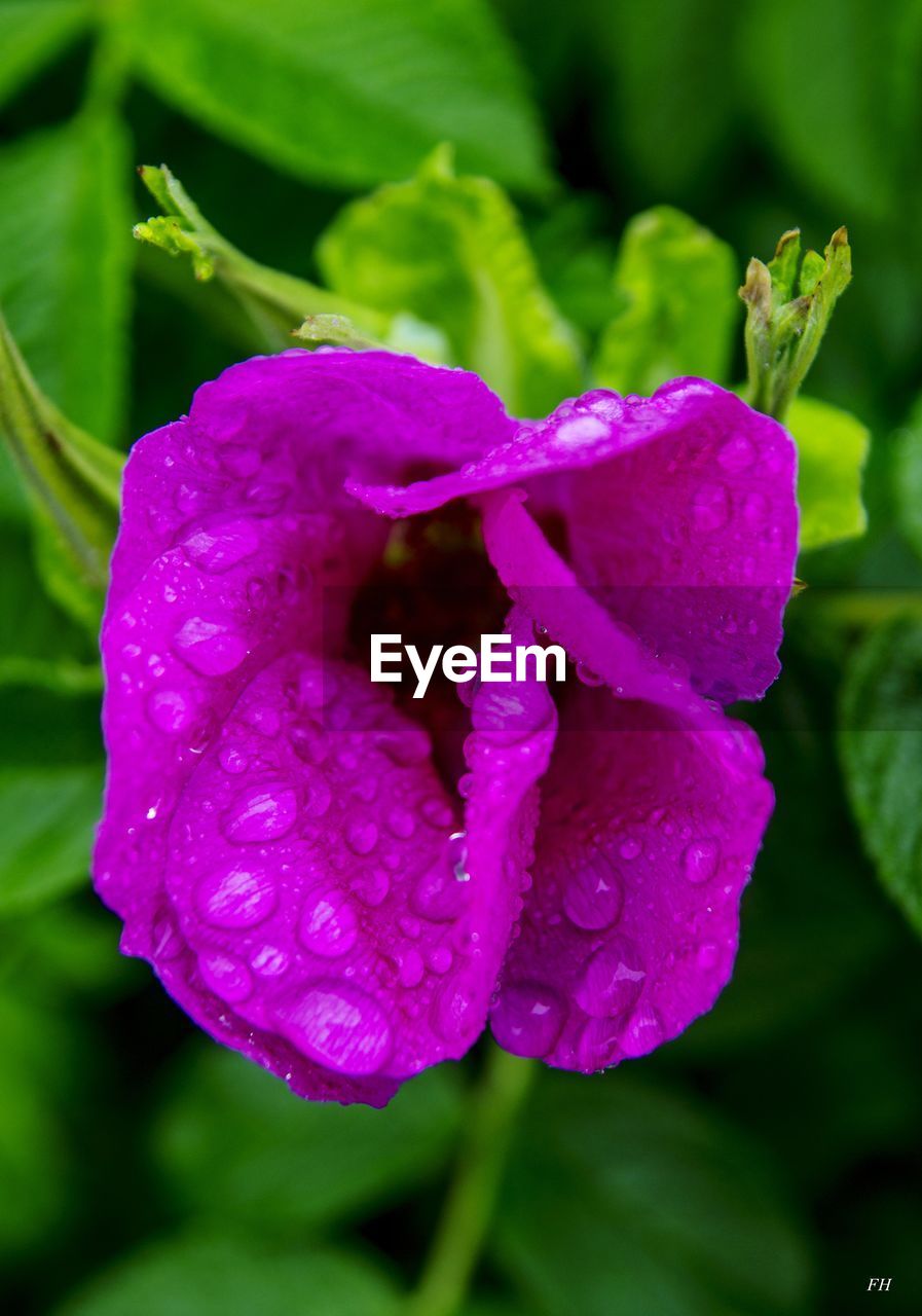 CLOSE-UP OF WET FLOWERS BLOOMING OUTDOORS